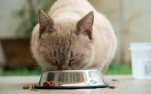 Najbolja hrana za mačke - Preporuke.hr